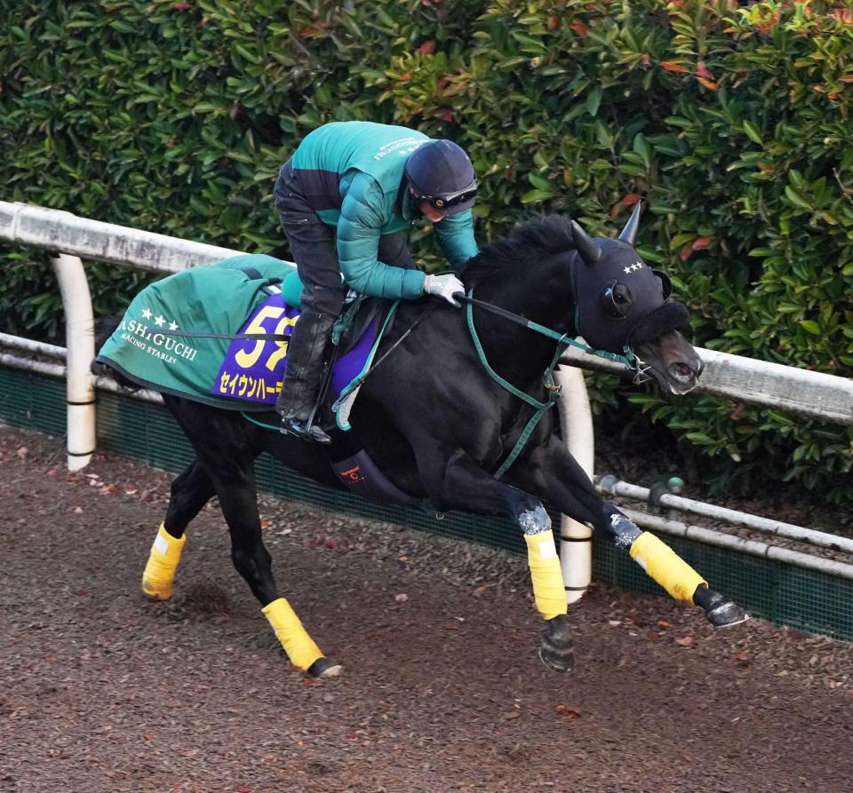 　栗東坂路で追い切るセイウンハーデス（撮影・西田忠信）