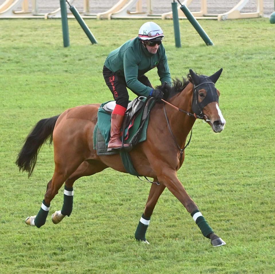 　東京競馬場の芝コースで軽快な動きを披露したカランダガン（撮影・持木克友）