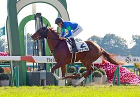 　新馬戦を快勝したパラディオン（撮影・石湯恒介）