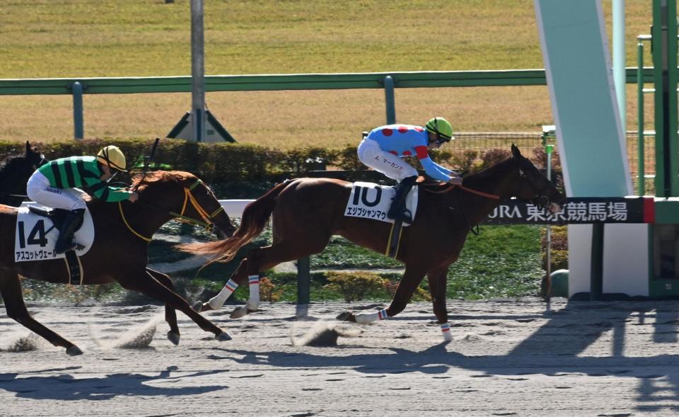 　新馬戦を制したエジプシャンマウ（撮影・持木克友）