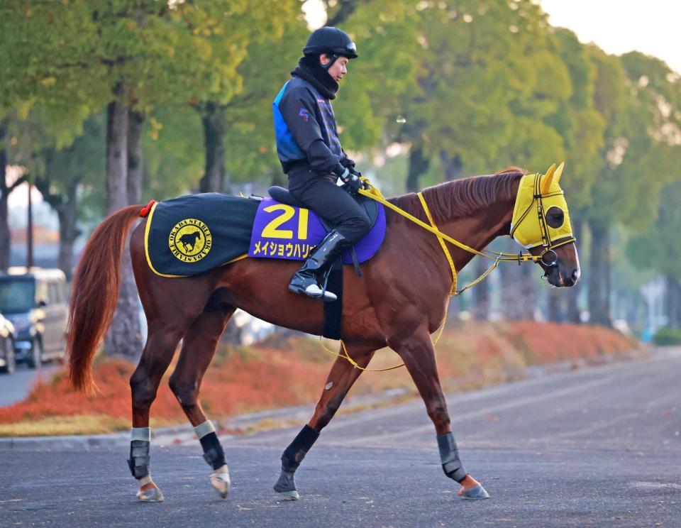 　メイショウハリオ