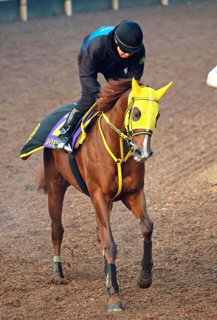 チャンピオンズC】経験豊富な8歳馬・メイショウハリオに上昇ムード