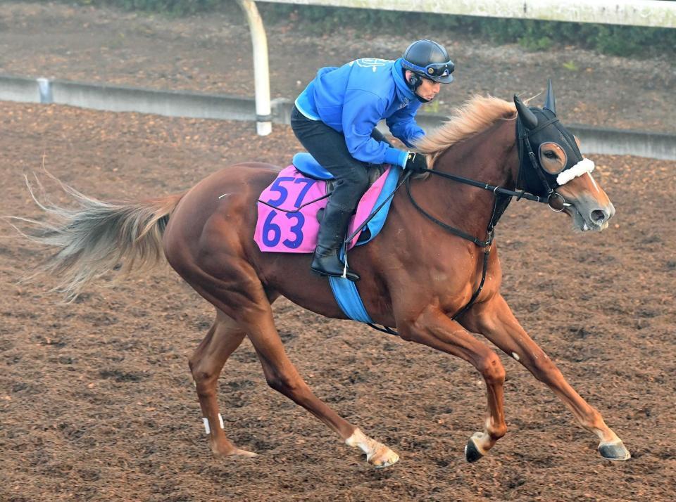 　デビュー勝ちを狙う国枝厩舎のアグアフレスカ