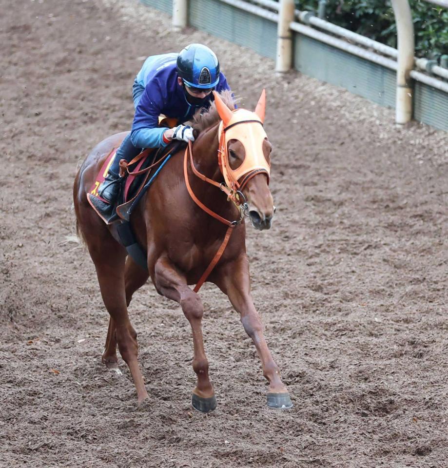 　順調に成長曲線を描くスターアニス