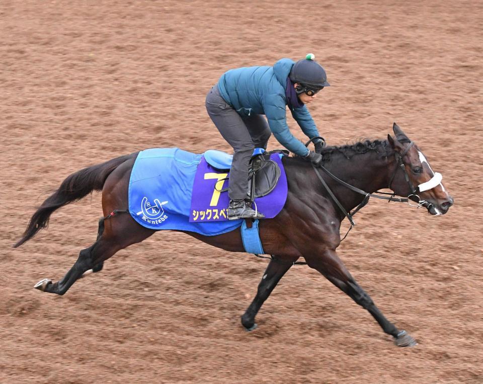 　美浦坂路で追い切られたシックスペンス（撮影・持木克友）