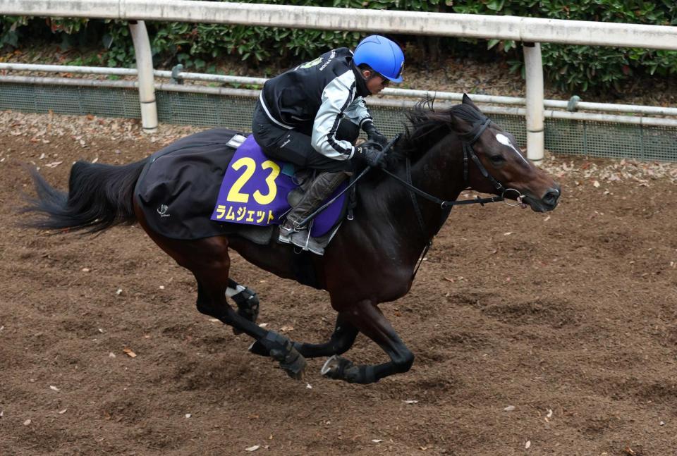 　栗東坂路で追い切るラムジェット（撮影・中田匡峻）