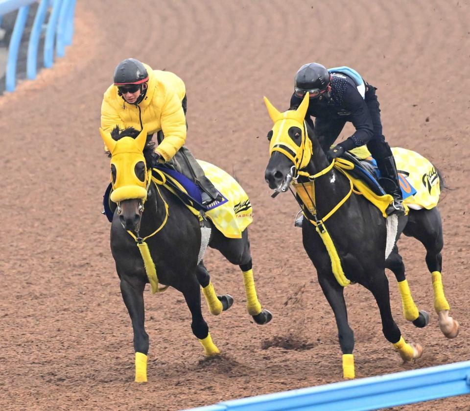 　美浦Ｗで２頭併せで追い切られたウィルソンテソーロ（左）＝撮影・持木克友