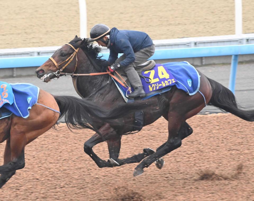 　武蔵野Ｓで古馬勢を一蹴し、勢いに乗るルクソールカフェ
