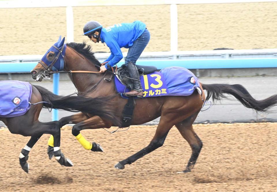 　５連勝でダート界の頂点を目指すナルカミ＝撮影・持木克友