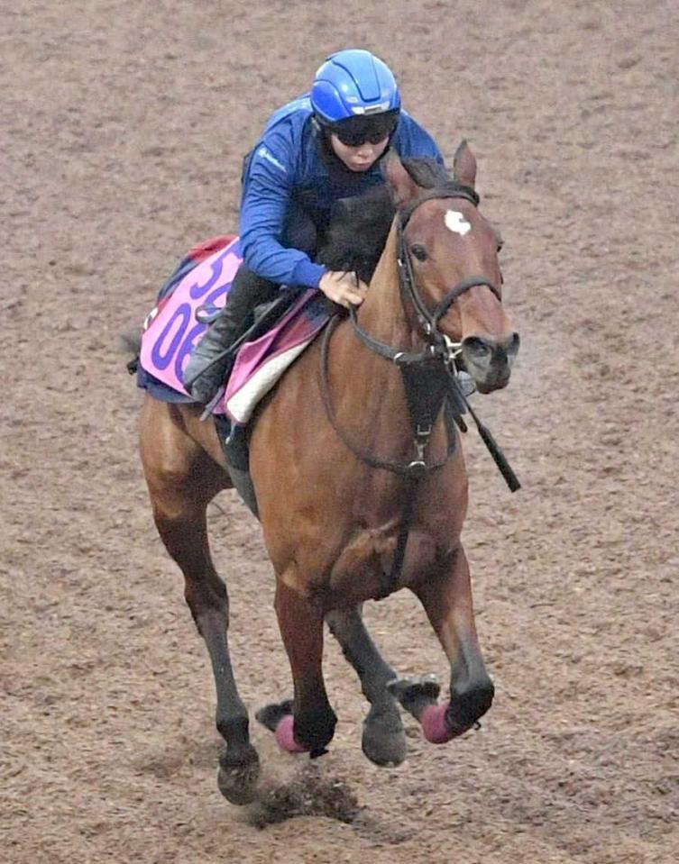 　高いポテンシャルを感じさせるゴディアーモ