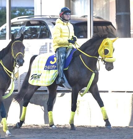 　ウィルソンテソーロ