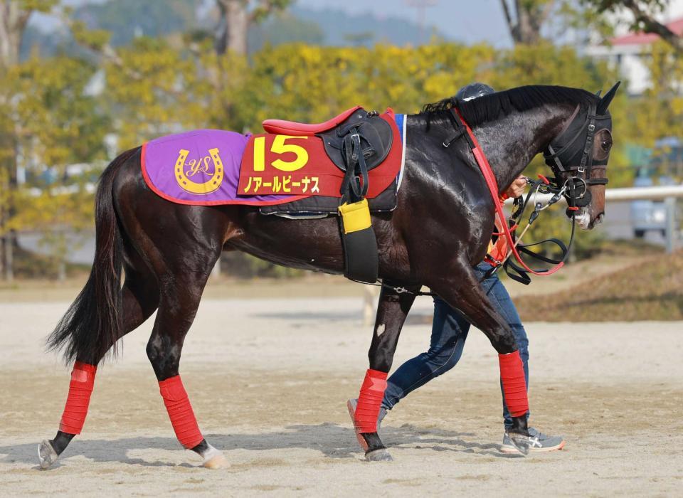 　血統的に一発の魅力を秘めるノアールビーナス
