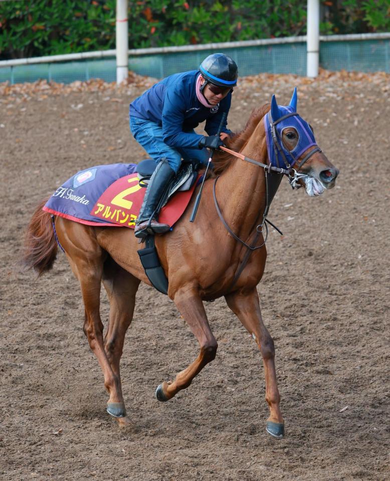 　坂路を駆け上がるアルバンヌ＝栗東トレセン（撮影・石湯恒介）