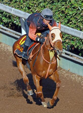　栗東坂路で力強い走りを披露したスターアニス（撮影・石湯恒介）
