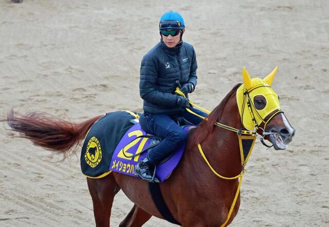 メイショウハリオの現役引退が正式に決定 今後は種牡馬に