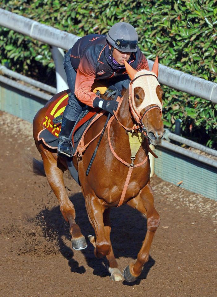 　栗東坂路で力強い走りを披露したスターアニス（撮影・石湯恒介）