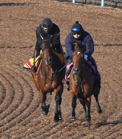 　併せ馬で集中した走りを見せたウンブライル（左）＝撮影・持木克友