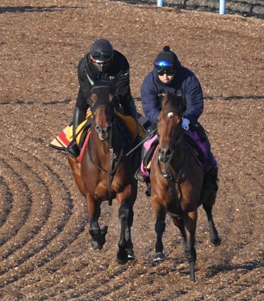 　併せ馬で集中した走りを見せたウンブライル（左）＝撮影・持木克友