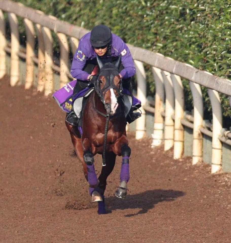 　栗東坂路を軽快に駆け上がったアドマイヤクワッズ（撮影・中田匡峻）