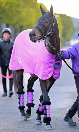 　友道厩舎ゆかりの血統のアンバーウェイヴス（撮影・石湯恒介）