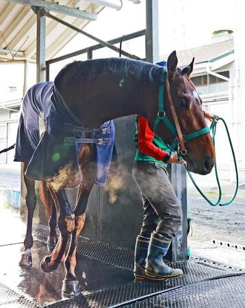 【有馬記念】サンライズジパング 有馬参戦決定! 前川師「今の中山の馬場は合う。芝でもいけると判断した」