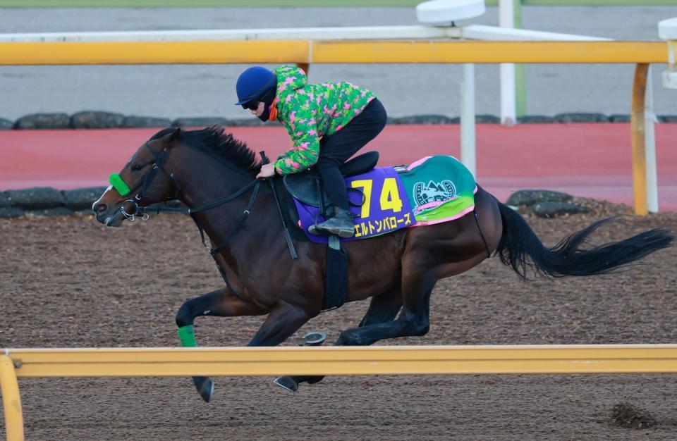 　西村を背に栗東ＣＷで追い切るエルトンバローズ（撮影・石湯恒介）