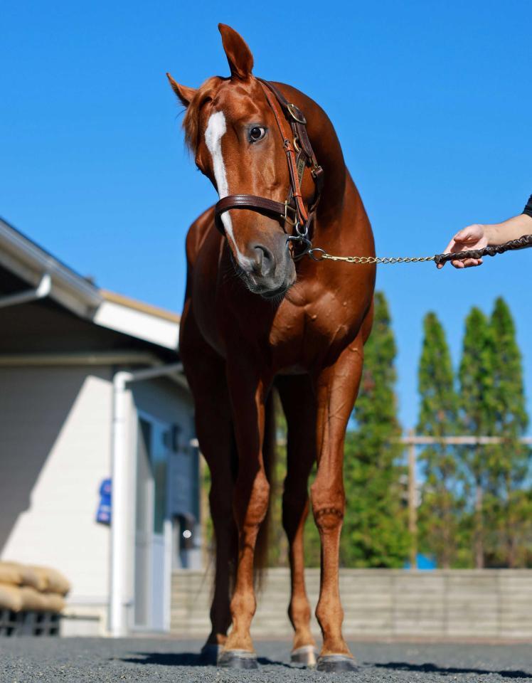 　ビザンチンドリーム