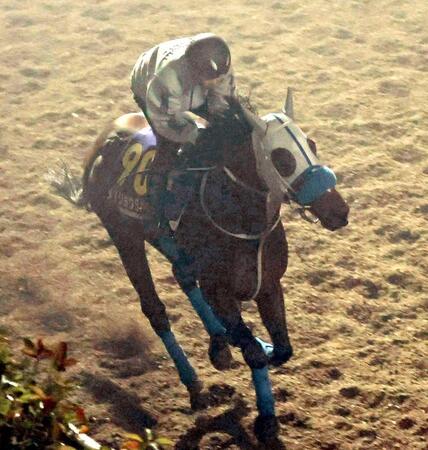 　春秋ＧＰ連覇へ上昇ムードのメイショウタバル（撮影・中田匡峻）