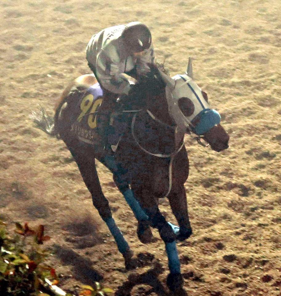 　春秋ＧＰ連覇へ上昇ムードのメイショウタバル（撮影・中田匡峻）