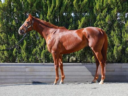 　サンライズアース