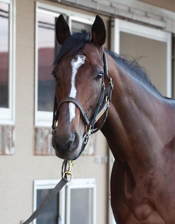 　スティンガーグラス