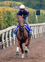 　栗東坂路で追い切るダノンデサイル（撮影・石湯恒介）