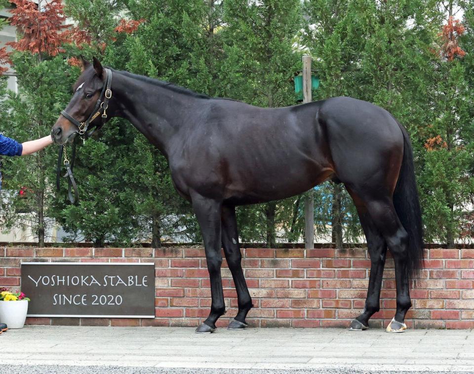 ジャスティンビスタ