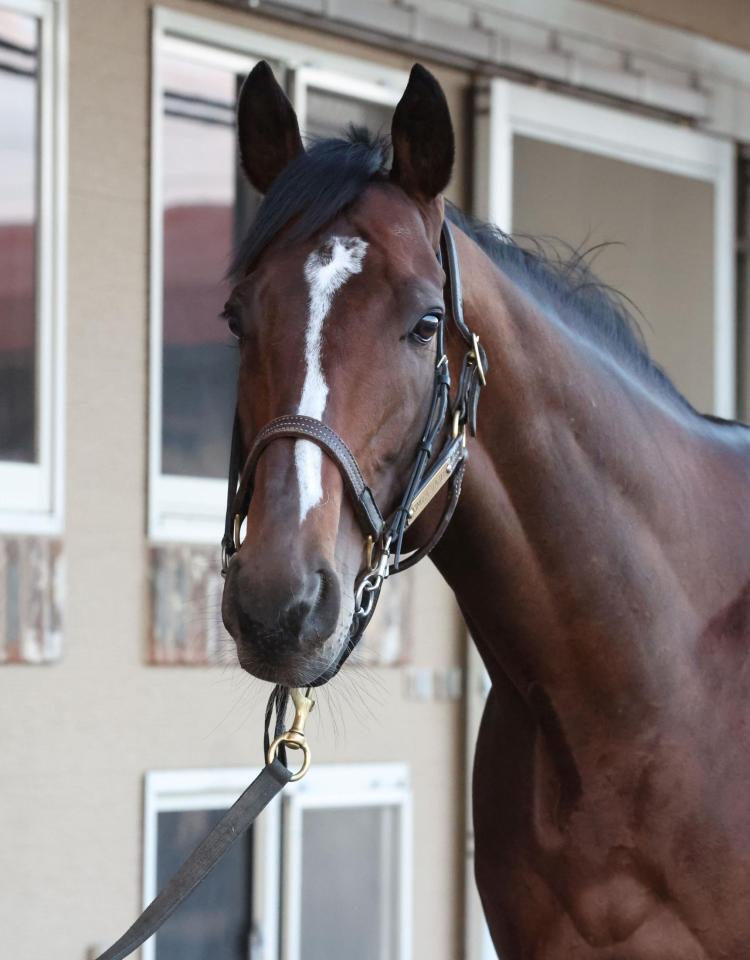 　スティンガーグラス