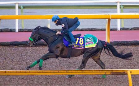 　ジャパンＣ５着からの巻き返しに燃えるジャスティンパレス（撮影・石湯恒介）