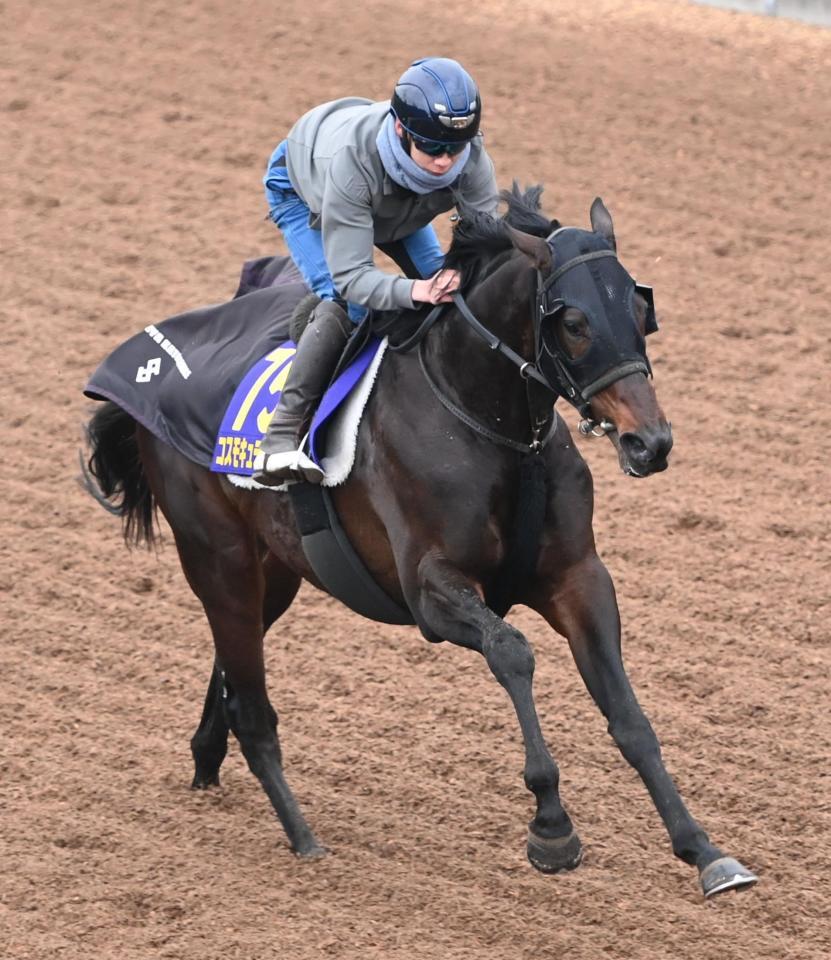 　美浦坂路で横山武を背に併せ馬で追い切ったコスモキュランダ（撮影・園田高夫）