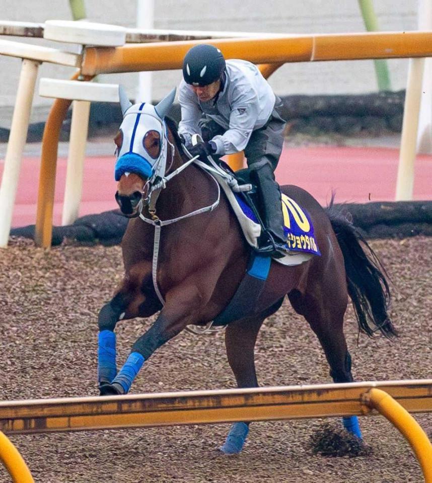 　春秋グランプリ制覇へパワフルな動きを披露したメイショウタバル（撮影・石湯恒介）