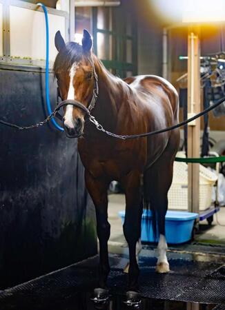 　滑り込み出走の強運が不気味なエキサイトバイオ（撮影・石湯恒介）