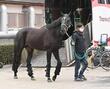【有馬記念】馬場状態から浮上するのはこの馬だ