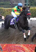 　第１４８回中山大障害を勝利したエコロデュエル