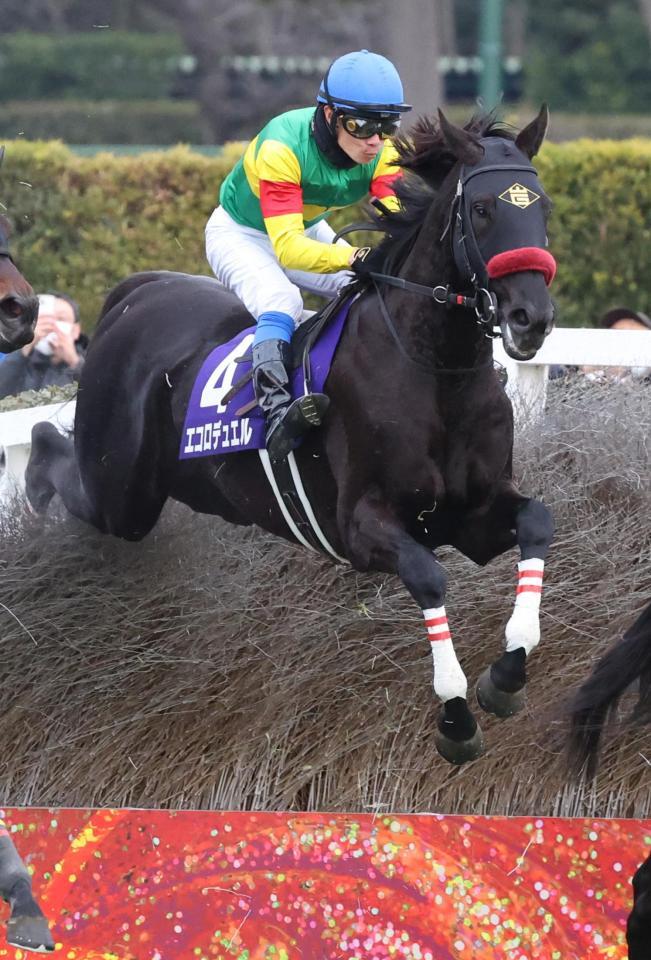 　第１４８回中山大障害を勝利したエコロデュエル