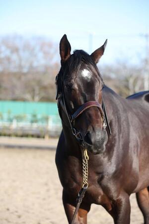 　コスモキュランダ