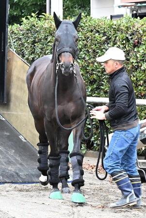 競馬場に到着したミステリーウェイ＝中山競馬場（撮影・持木克友）