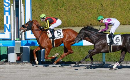 新馬戦を快勝したアメリカンコール＝阪神競馬場（撮影・石湯恒介）