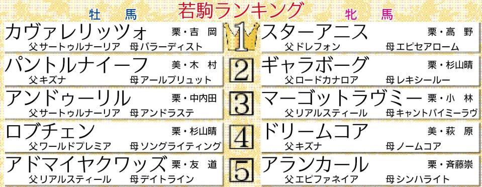 　若駒格付けランキング
