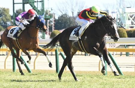 　アンゴラブラック（右）＝２０２５年２月２３日撮影