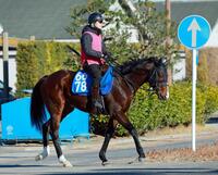 　重賞初制覇へ意気込むウエストナウ（撮影・石湯恒介）