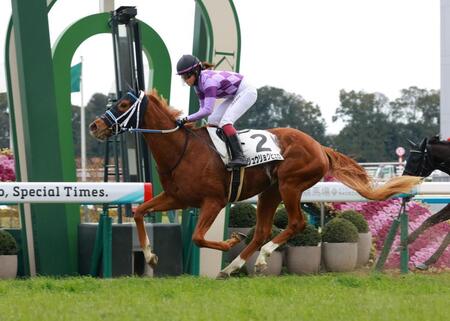 　京都６Ｒを制したジュウリョクピエロ（撮影・石湯恒介）