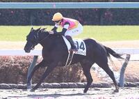 　中山１Ｒを圧勝したフュルスティン（撮影・園田高夫）