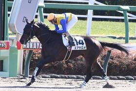 　新馬戦を勝利したエアサロメ（撮影・園田高夫）
